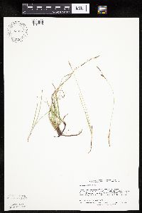 Carex richardsonii image