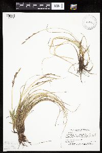 Carex richardsonii image