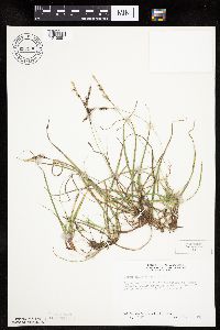 Carex richardsonii image