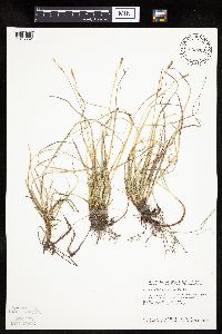 Carex richardsonii image