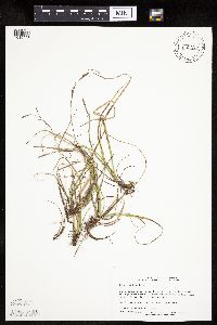 Carex richardsonii image
