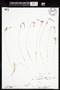 Carex richardsonii image