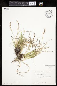 Carex richardsonii image