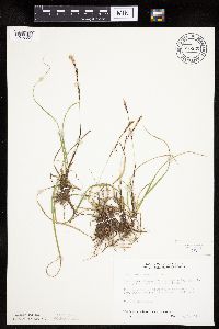 Carex richardsonii image