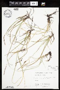 Carex richardsonii image