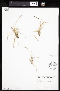 Carex richardsonii image