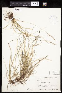 Carex richardsonii image