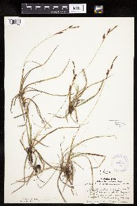 Carex richardsonii image