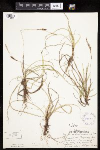 Carex richardsonii image