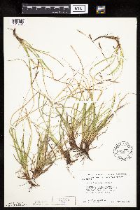 Carex richardsonii image