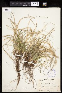 Carex richardsonii image