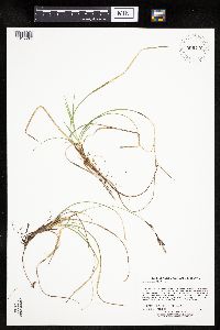 Carex richardsonii image