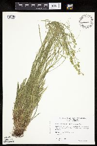 Carex rosea image