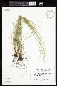 Thumbnail image of current specimen