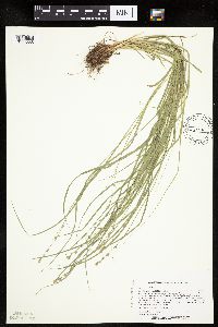 thumbnail image of current specimen