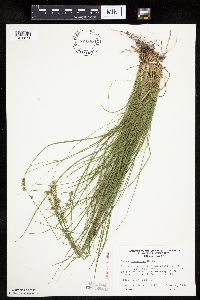 Carex rosea image