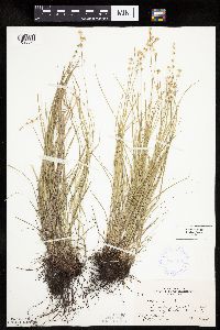 thumbnail image of current specimen