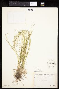 Carex rosea image