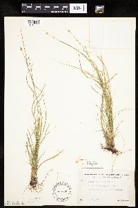 Carex rosea image