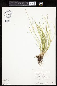 Carex rosea image