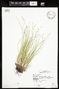 Carex rosea image