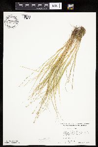 Carex rosea image
