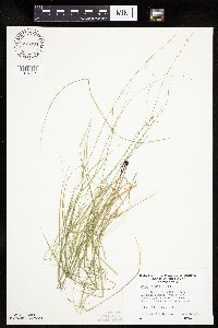 Carex rosea image