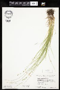 Carex rosea image