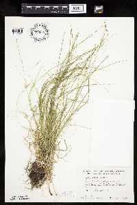 Carex rosea image