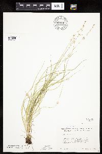 Carex rosea image