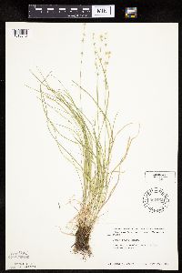 thumbnail image of current specimen