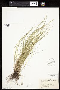 Carex rosea image