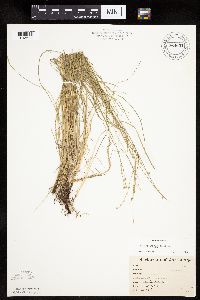 Carex rosea image