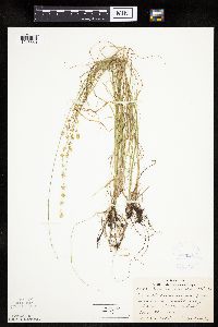 Carex rosea image