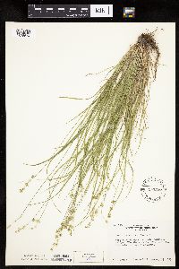 Carex rosea image