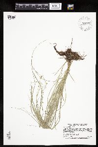 Carex rosea image