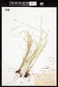 Carex rosea image