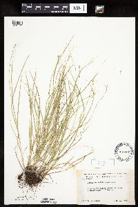 Carex rosea image