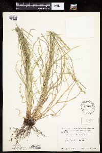 Carex rosea image