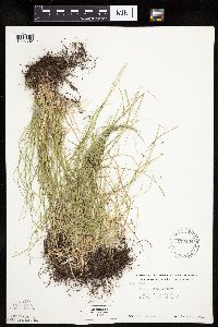 Carex rosea image