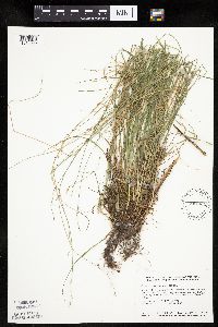 thumbnail image of current specimen
