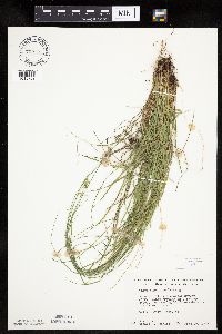 thumbnail image of current specimen