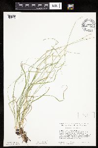 thumbnail image of current specimen