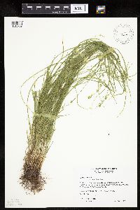 Carex rosea image