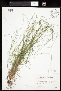 Thumbnail image of current specimen