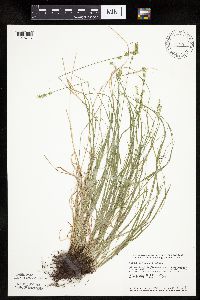 Carex rosea image