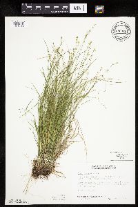 Carex rosea image