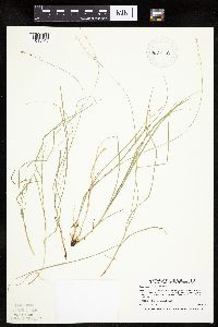 Carex rosea image