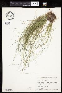 Carex rosea image