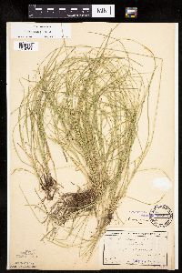 Carex rosea image